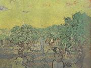 Vincent Van Gogh, Olive Grove with Picking Figures (nn04)